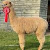 TOFT Nautilus Light Fawn Stud Male standing at TOFT Alpaca Stud
